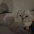White cat 1 thumbnail