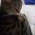 Female spayed tabby 1 thumbnail