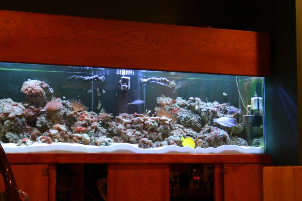 150 Gallon fish tank 1