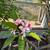 Plumeria Trees 6 thumbnail