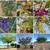14 DESERT TREE SEEDS COLLECTION - POMEGRANATE, MESQUITE, PALO VERDE 2 thumbnail