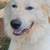 Great Pyrenees male dog 3 thumbnail