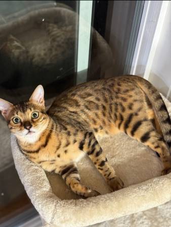 Male bengal kitten (Everett)63874561120771120