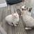 Pure Siberian kittens available for adoption. 4 thumbnail