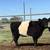 Miniature Scottish Belted Galloway Cattle, Cows, Bulls, 4 thumbnail
