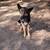 Immediate rehoming Male German Shepherd 9 thumbnail