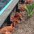 Easter Egger Chickens For Sale 7 thumbnail
