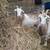 Fainting goats 6 thumbnail