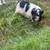 Kune Kune Pigs 1 thumbnail