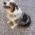 Australian Shepherd 8 thumbnail