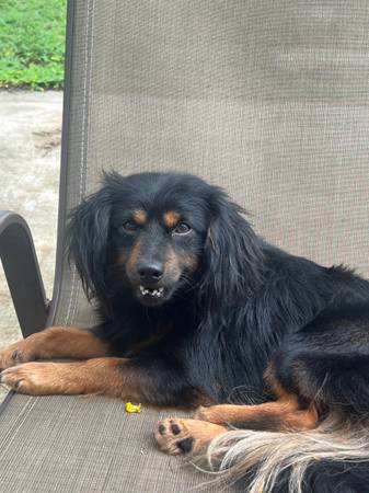 rehoming Pomeranian dachshund mix (port st lucie)63832903128707122