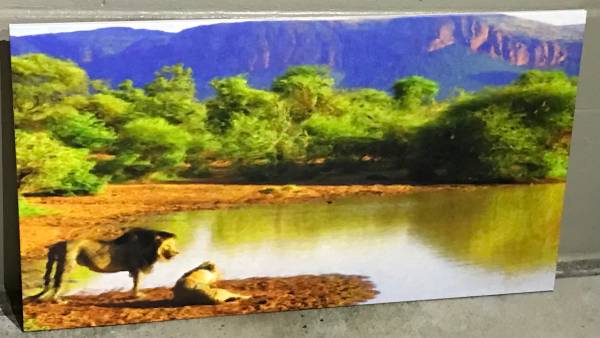 ‘Lion Pride’ Large Accent Canvas Artwork 1