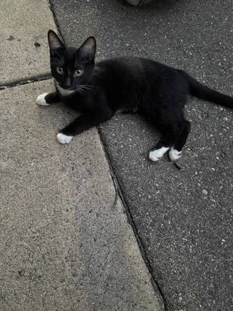 FOUND Male Cat (Diamond Lake)63379465516675121