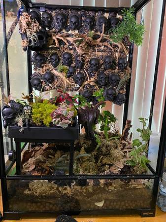 Mourning Geckos with habitat 1