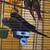 Rehoming 4 Conures 7 thumbnail