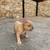Male Frenchie 4 thumbnail