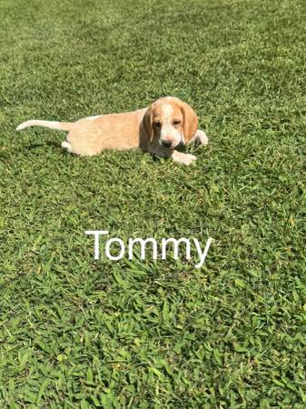 Beagle Puppies (Nathalie)63689210154497120