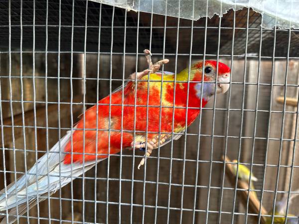 rosella, aves, loro (san jose downtown)63890025377281121