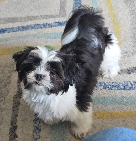 Rehoming my shih tzu imperial (hayward / castro valley)63928842581890120