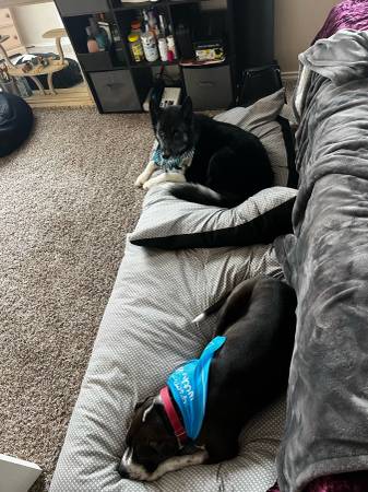 Rehoming Cooper (Pitbull Mix) & Rowan (Husky Mix)63839343267713120