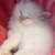 Pure Persian rare doll face and Himalayan kittens 17 thumbnail