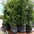 Tropical Hedges Plants (for Privacy) Podocarpus starting at : 7 thumbnail