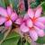 Plumeria Multi-Branched Pink, Dark Pink Flowers 9 thumbnail