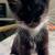 Sweet tuxedo Kittens 8 weeks old 3 thumbnail