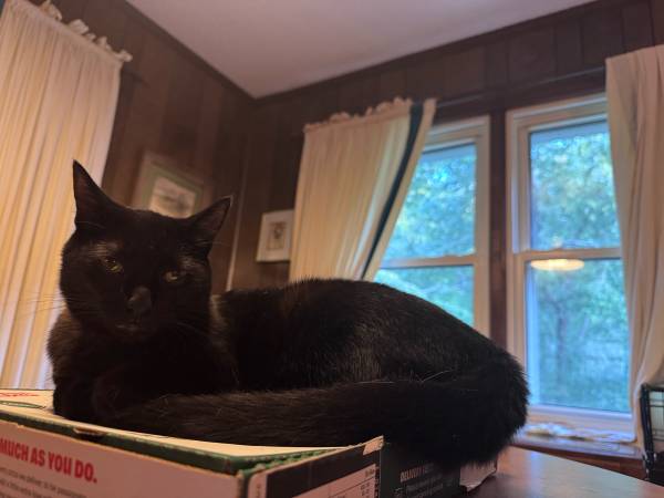 ADOPT US ASAP! (Cat & Kitten) (Mooresville)63927658255747121