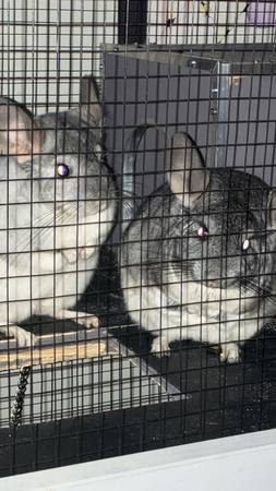 Chinchillas63983451258755121