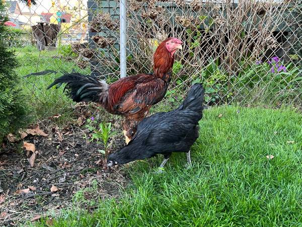 Free Rooster and hen rehoming (Cleveland)63872020159233120