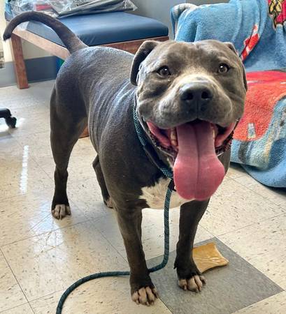 Urgent Big Boy dog (Salinas)63696471242369122