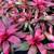 BROMELIADS, various types sizes and colors 14 thumbnail