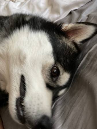 REHOMING ALASKAN MALAMUTE/HUSKY MIX (Joshua Tree)63439153085057123