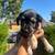 Frenchie Schnauzer mix 2 thumbnail