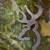 Men’s Browning belt buckle 4 thumbnail