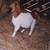 Boer Goat Doeling 3 thumbnail
