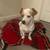 Jack russell terrier 2 thumbnail
