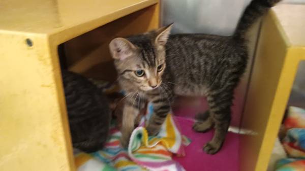 Kittens (Citrus Heights)63848875947139122