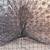 Peacocks, Peafowl 6 thumbnail