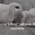 Holland Lop Bunnies Born 8/20/25 10 thumbnail