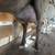 Milking goat Nubian with aloin 3 thumbnail
