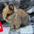 Rabbits 8 thumbnail