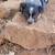 heeler x 2 thumbnail