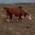 Beef master cow/1yr old calf is beefmaster with brahman 1 thumbnail