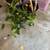 Living Indoor Plants/FREE 2 thumbnail