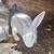 Rabbits- bunnies (New Zealand’s) 20 thumbnail