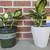 Indoor Plants 1 thumbnail