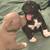 8 week American bully puppies looking for their forever homes! 6 thumbnail