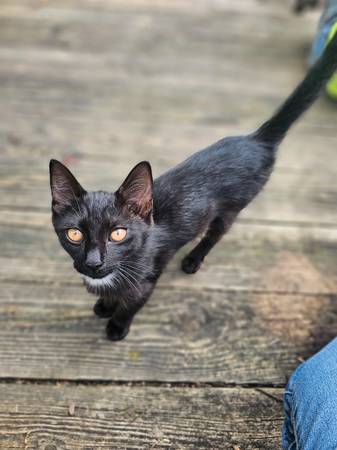 Gatita (Terre Haute)63671518934915121